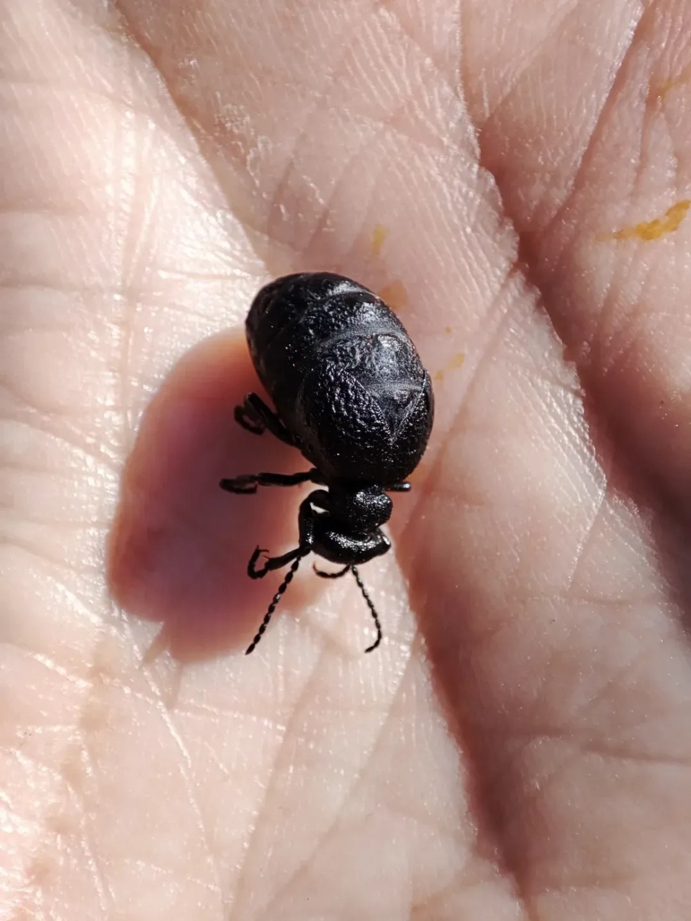 Chi tiết phần cánh cứng và hoa văn trên lưng bọ hung