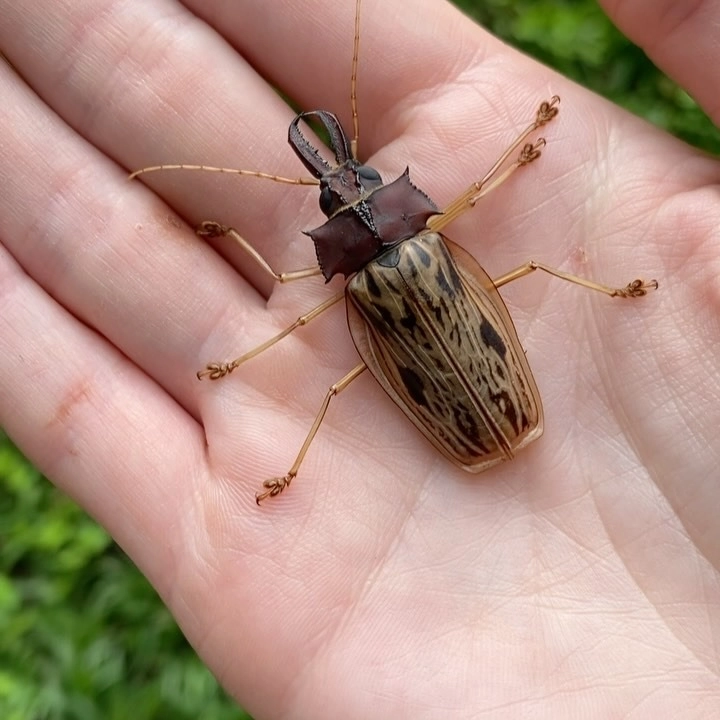 Loài bọ cánh cứng có hình dáng giống chiếc đàn violin