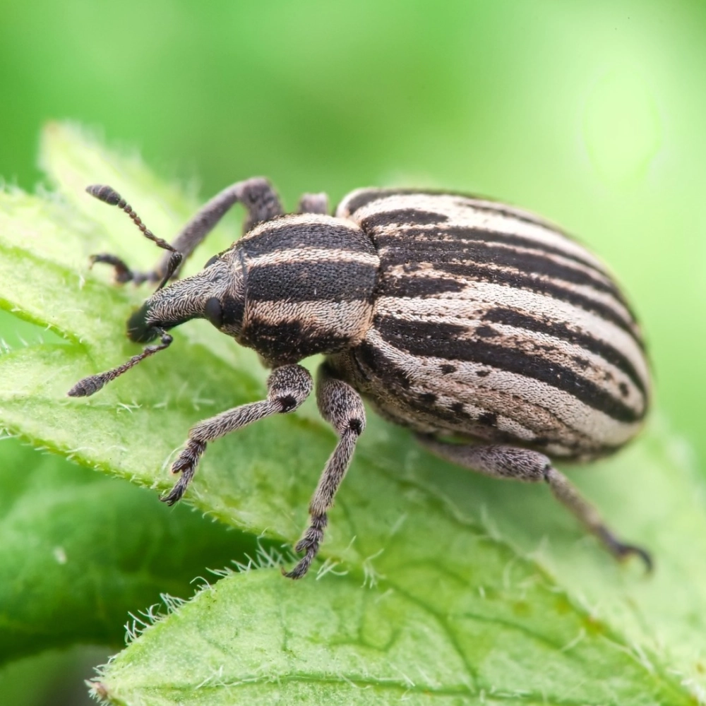 Bọ hung 3 sừng đang đậu trên thân cây mục trong rừng