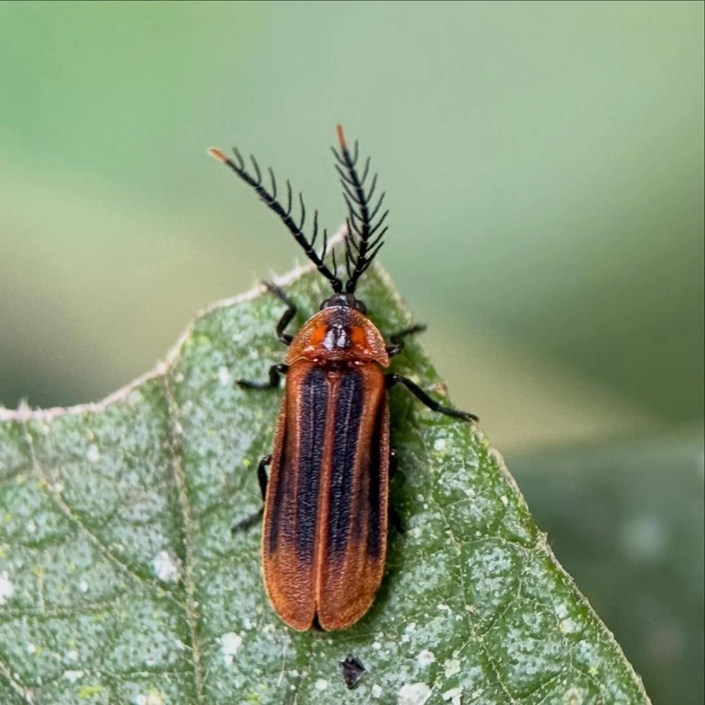 Góc nghiêng của bọ cánh cứng sừng chữ y cực kỳ độc đáo