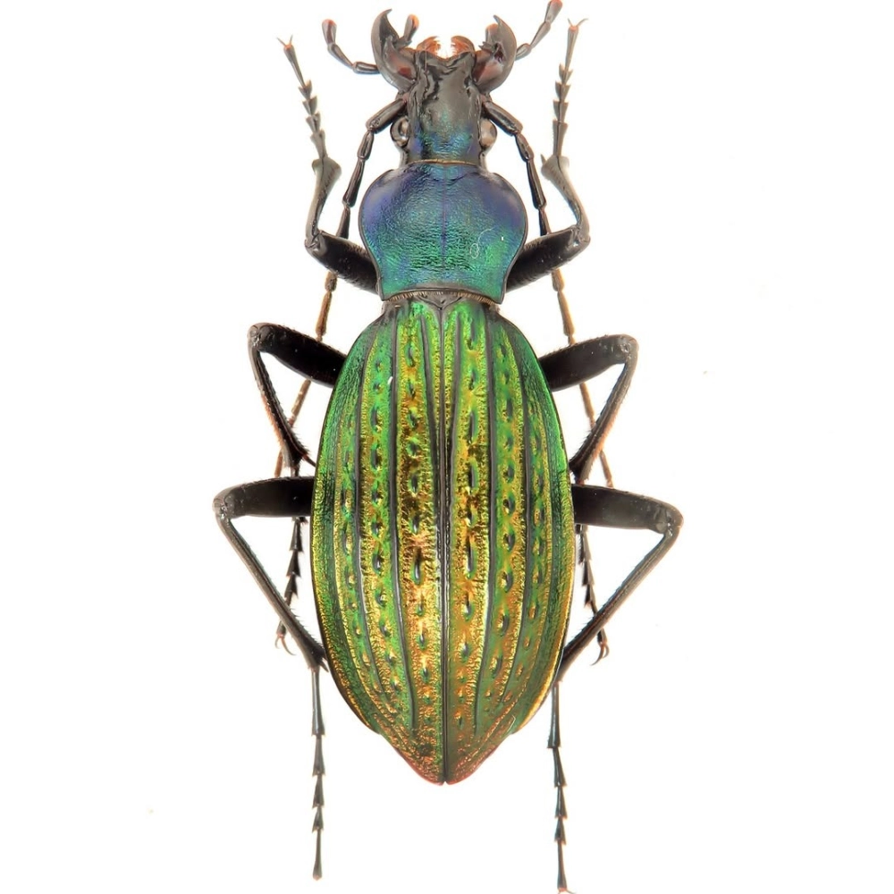 Bọ cánh cứng khổng lồ bò trên bàn tay người để so sánh kích thước