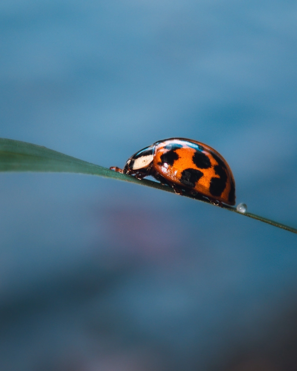 Cận cảnh chân bọ cánh cứng bám chặt vào bề mặt nhám