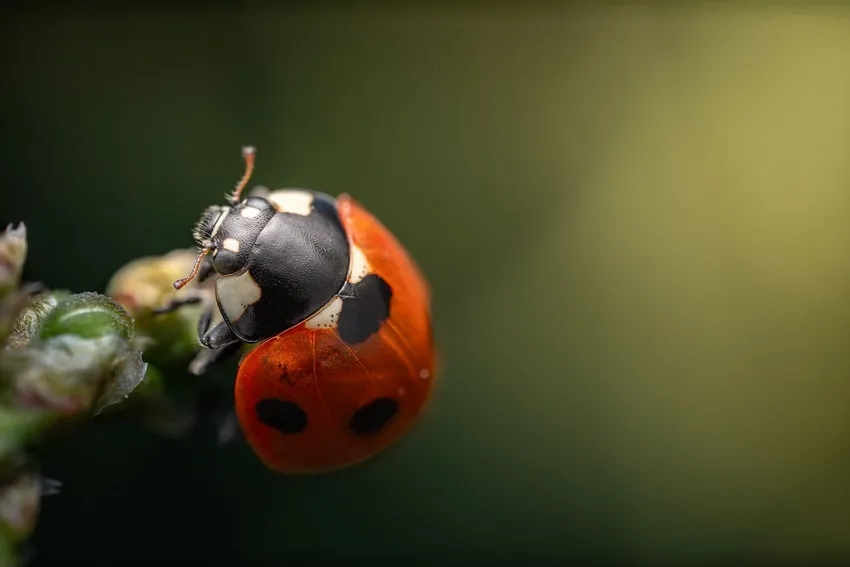 Ảnh macro côn trùng Việt Nam sống động đầy màu sắc