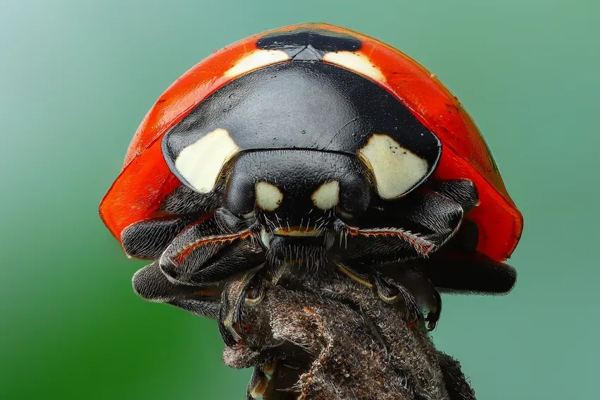 Chụp côn trùng macro bằng điện thoại vẫn sắc nét và nghệ thuật