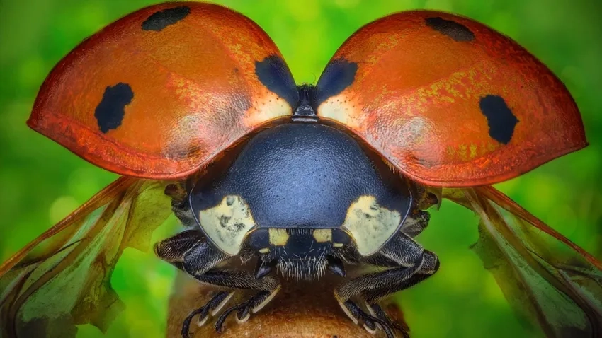 Hướng dẫn chụp macro côn trùng cho người mới bắt đầu