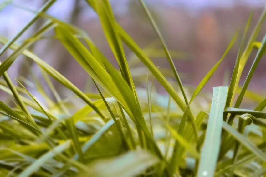 Bụi cỏ macro nổi bật trong khung cảnh ảnh cỏ đẹp mê hoặc