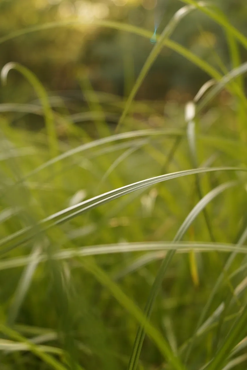 Bắt trọn vẻ tinh khôi của bụi cỏ macro trong ảnh cỏ non macro