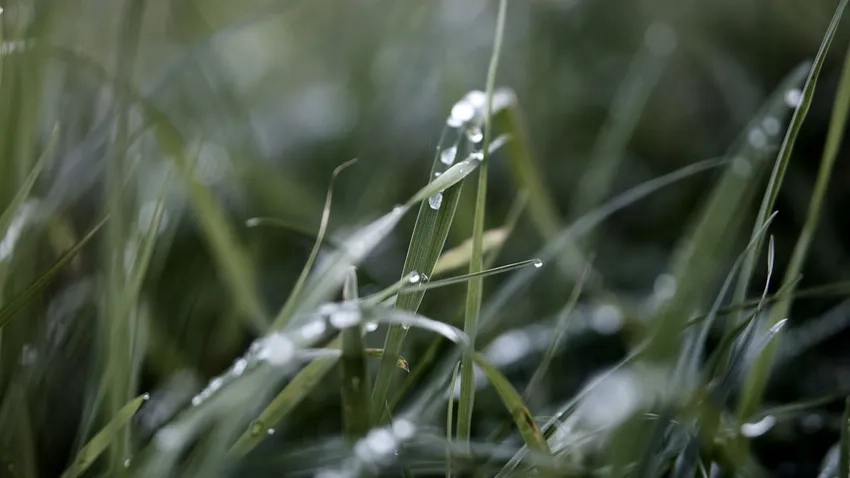 Khám phá vẻ tự nhiên với bụi cỏ macro trong ảnh cỏ hoang macro