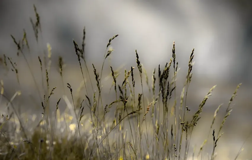 Khám phá chi tiết tuyệt vời của bụi cỏ macro trong ảnh cỏ cận cảnh