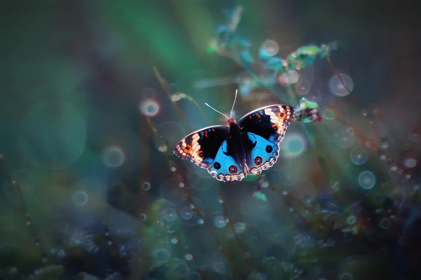 Mẹo cách chụp bướm macro chuẩn và dễ thực hiện