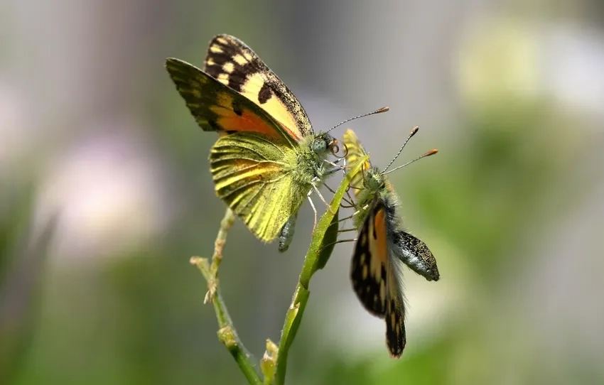 Ảnh macro thiên nhiên bướm mang vẻ đẹp tuyệt vời