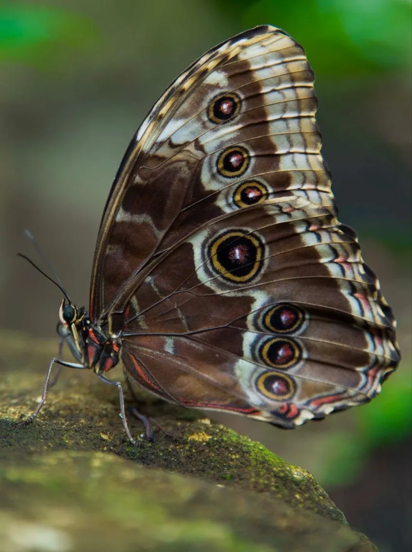 Chiêm ngưỡng ảnh bướm cánh rõ nét từng chi tiết