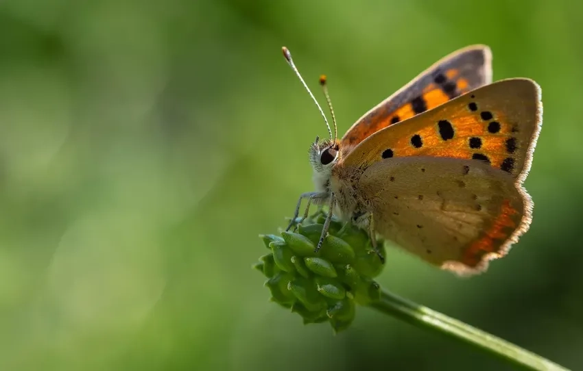 Bướm macro màu sắc rực rỡ làm say lòng người