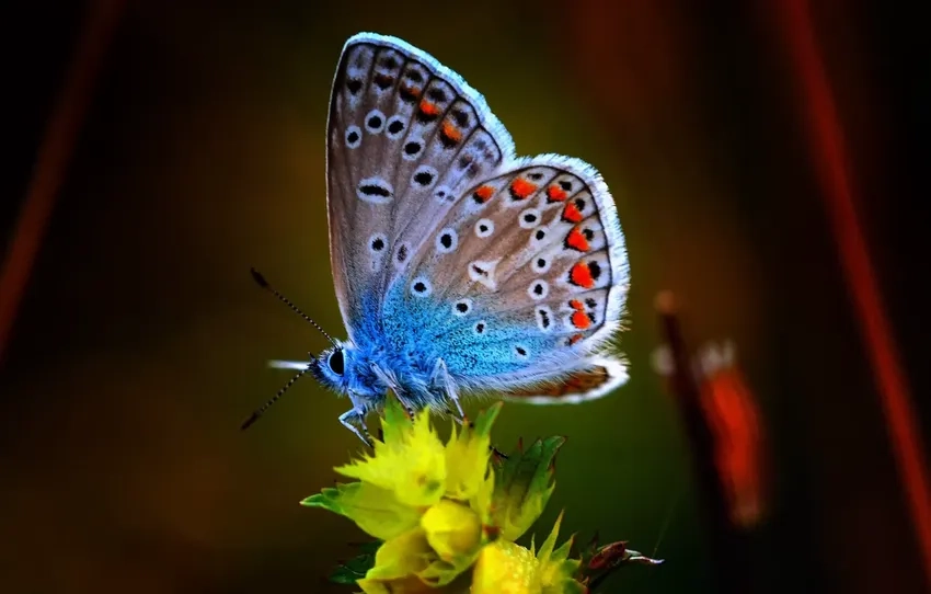 Khám phá vẻ đẹp tinh tế của ảnh bướm cận cảnh rực rỡ