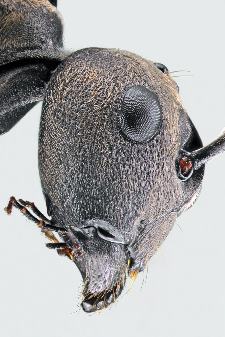 Kiến thợ đang mớm thức ăn cho ấu trùng kiến non