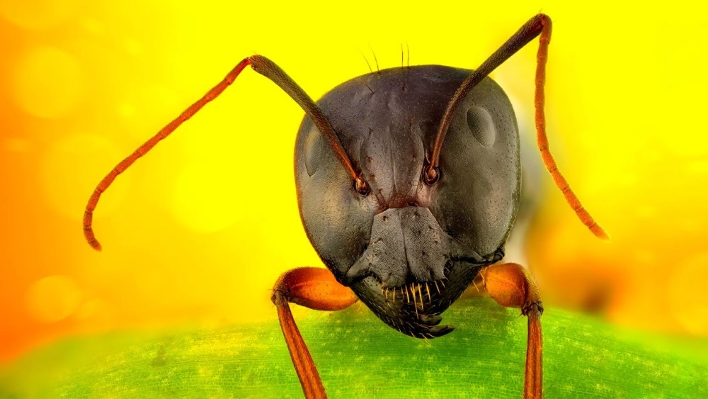 Hình ảnh kiến vàng vác mồi nặng hơn cơ thể di chuyển trên cành cây