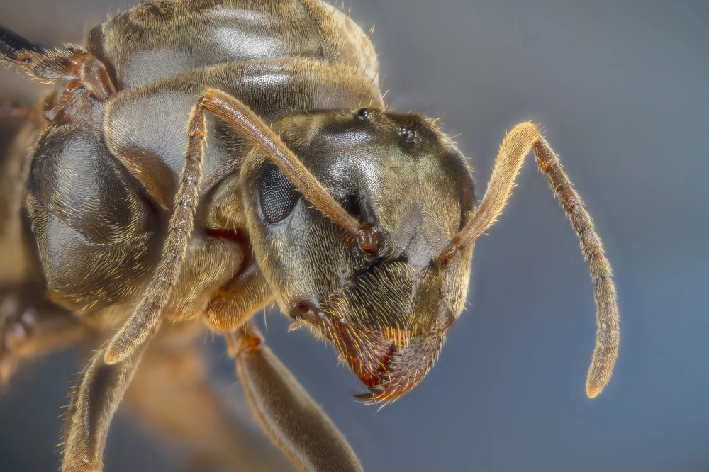Hình ảnh đầu kiến đen bóng loáng phản chiếu ánh sáng đèn flash