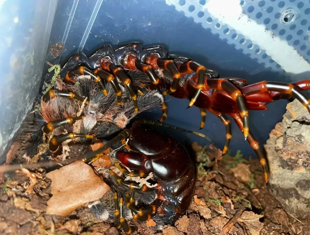 Rết khổng lồ bò trên nền đất ẩm ướt