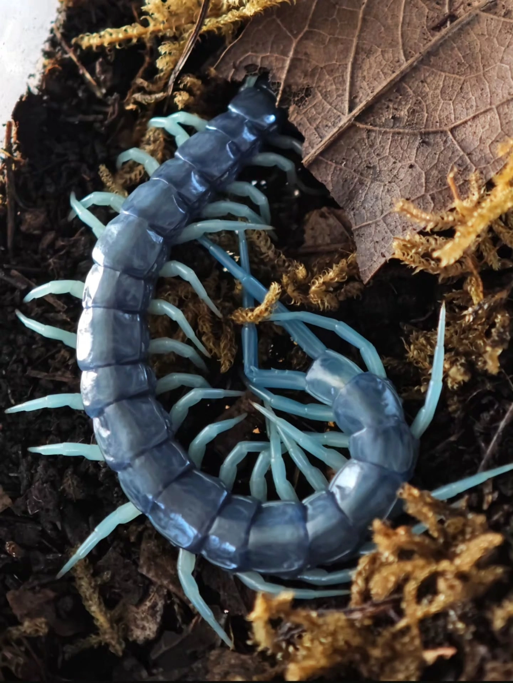 Cận cảnh chân rết macro bám chặt vào cành cây