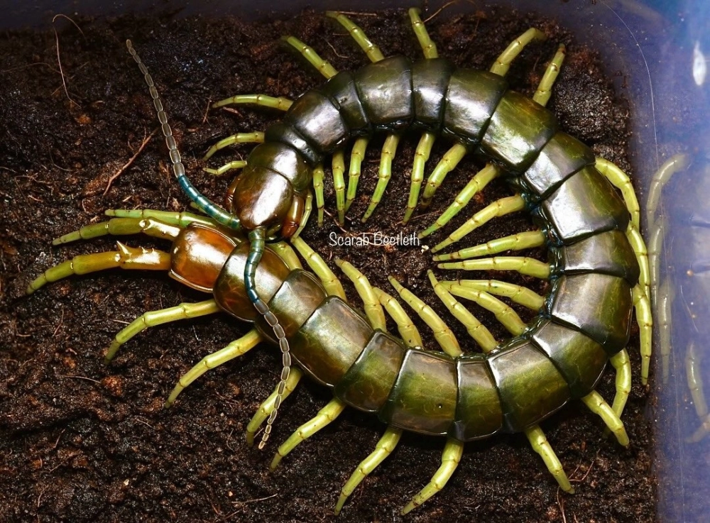 Quá trình rết lột xác thay lớp vỏ mới bóng bẩy