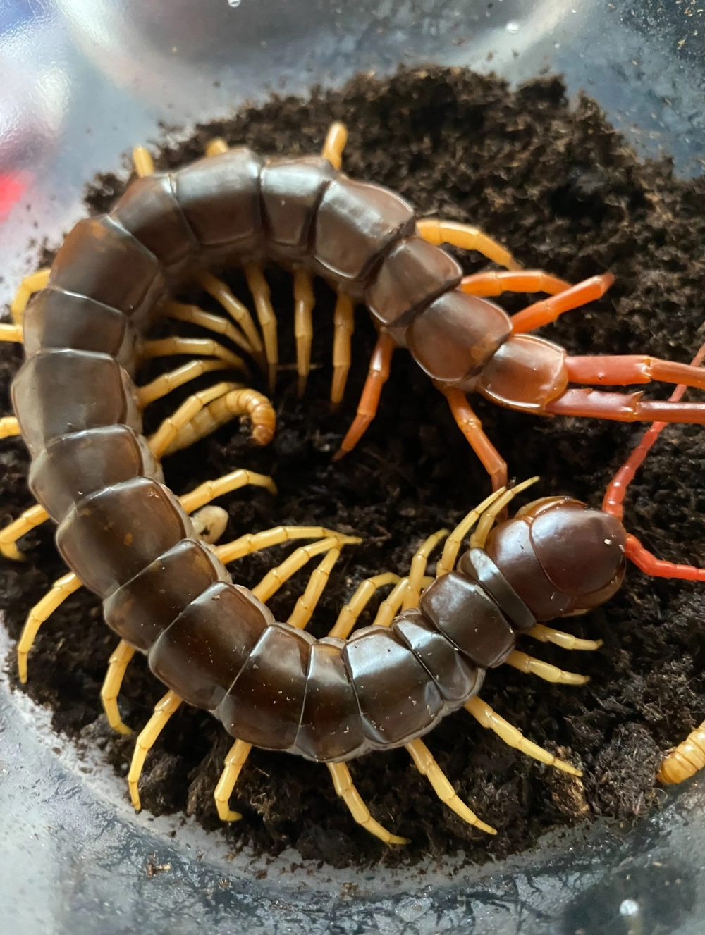 Cảnh rết săn chuột đầy kịch tính trong tự nhiên