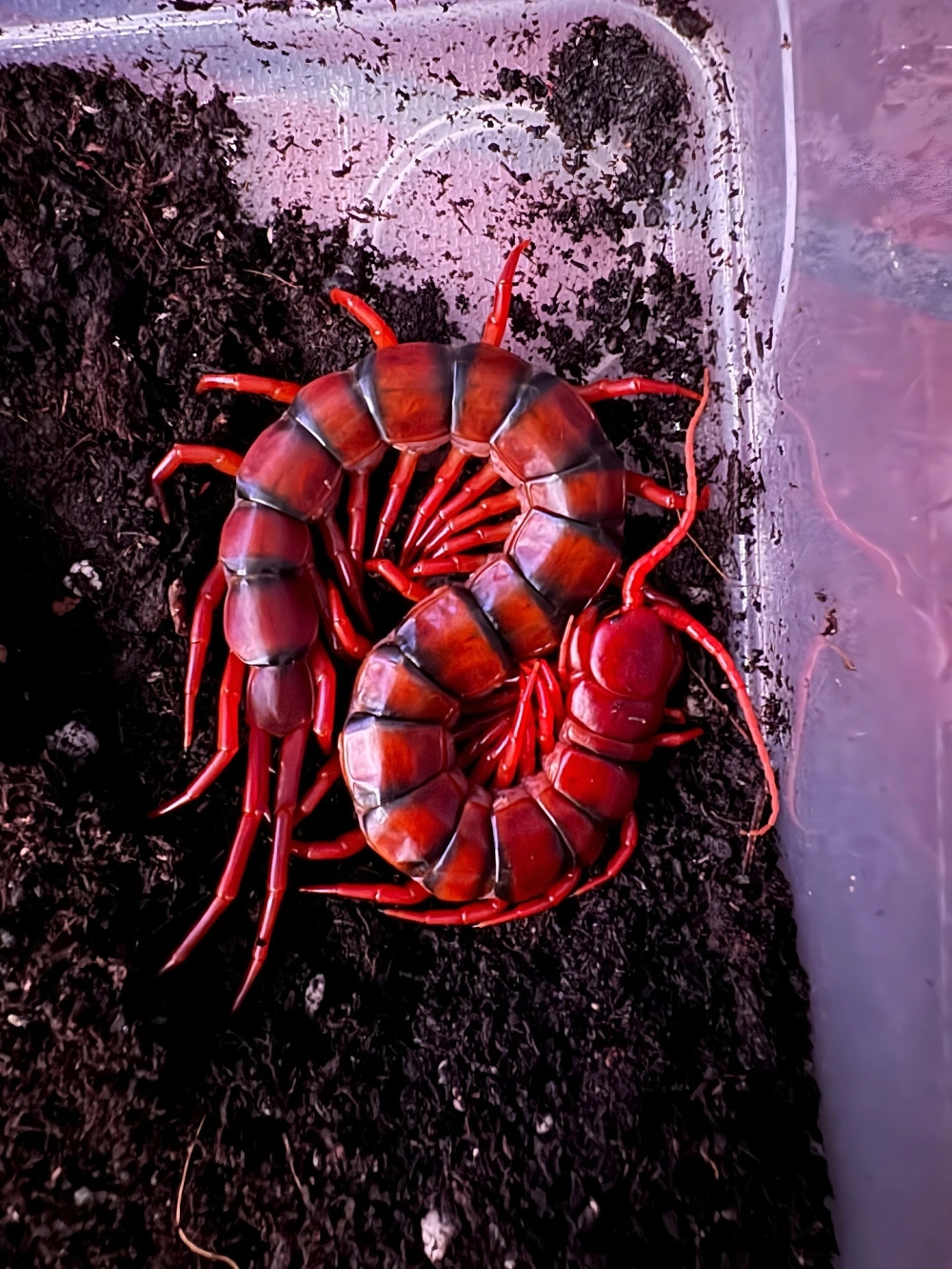 Rết chúa khổng lồ bò trên lá cây xanh