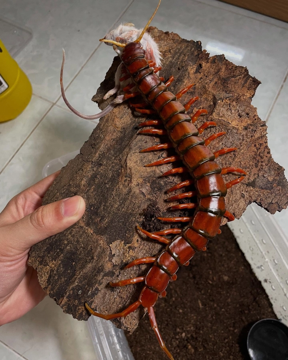 Khoảnh khắc rết khổng lồ đẻ trứng bảo vệ con non