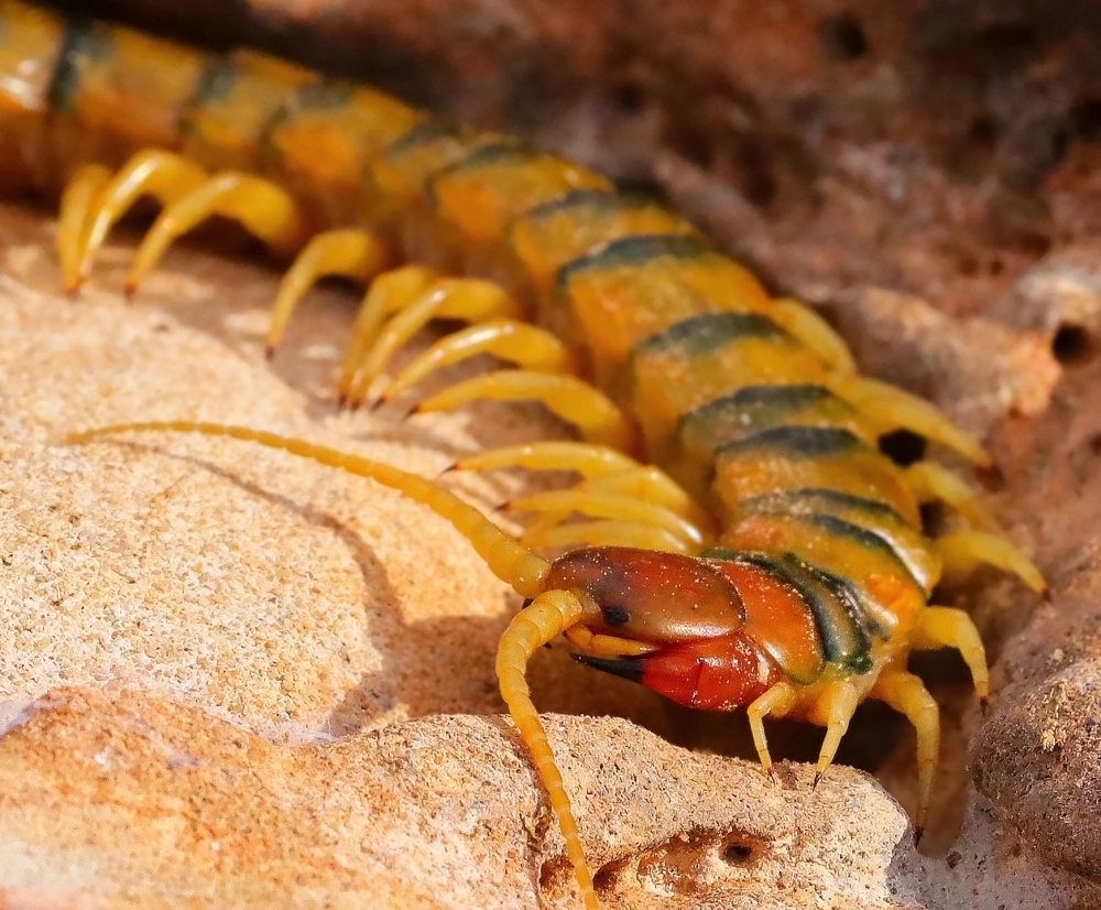 Hình ảnh rết việt nam với màu sắc đỏ rực rỡ