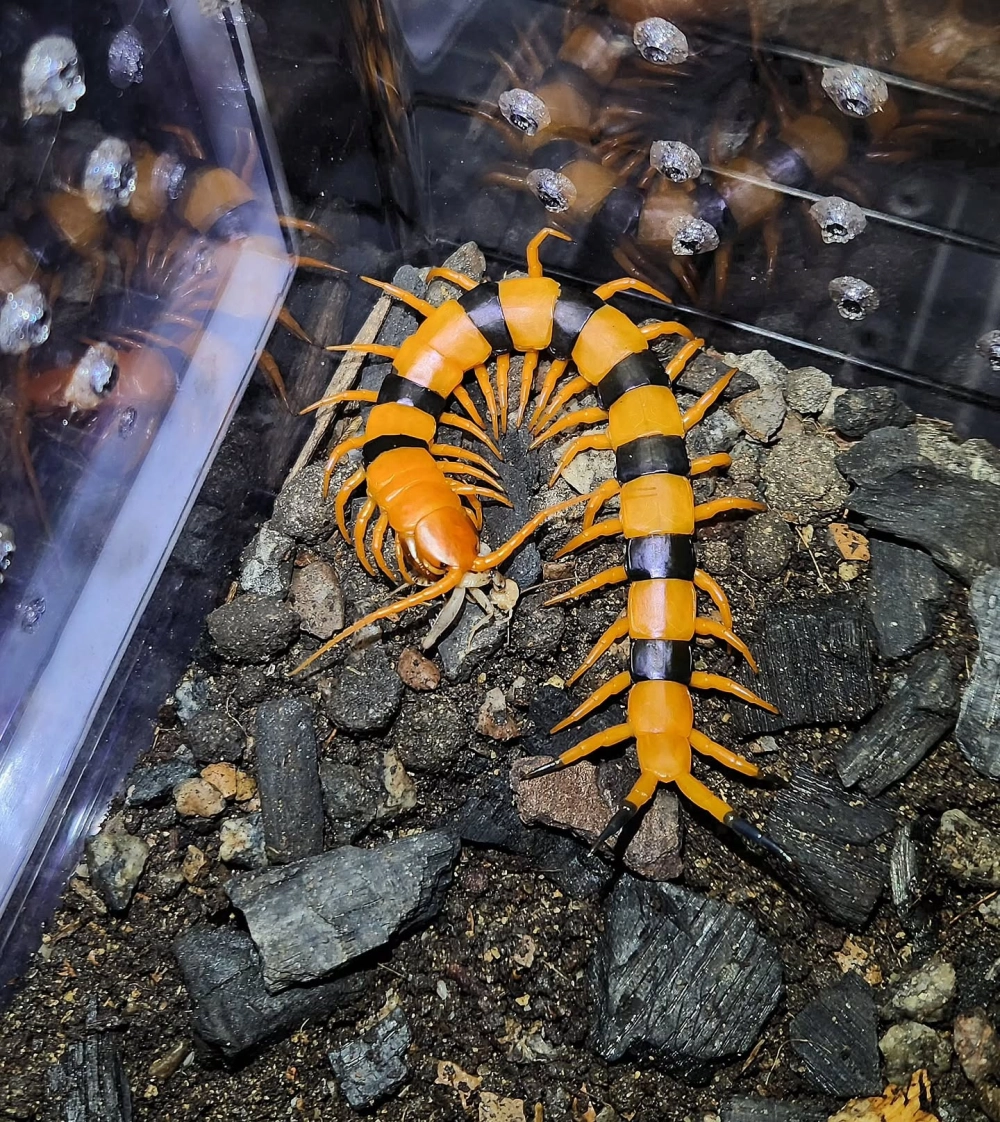 Macro mắt và râu của rết khổng lồ