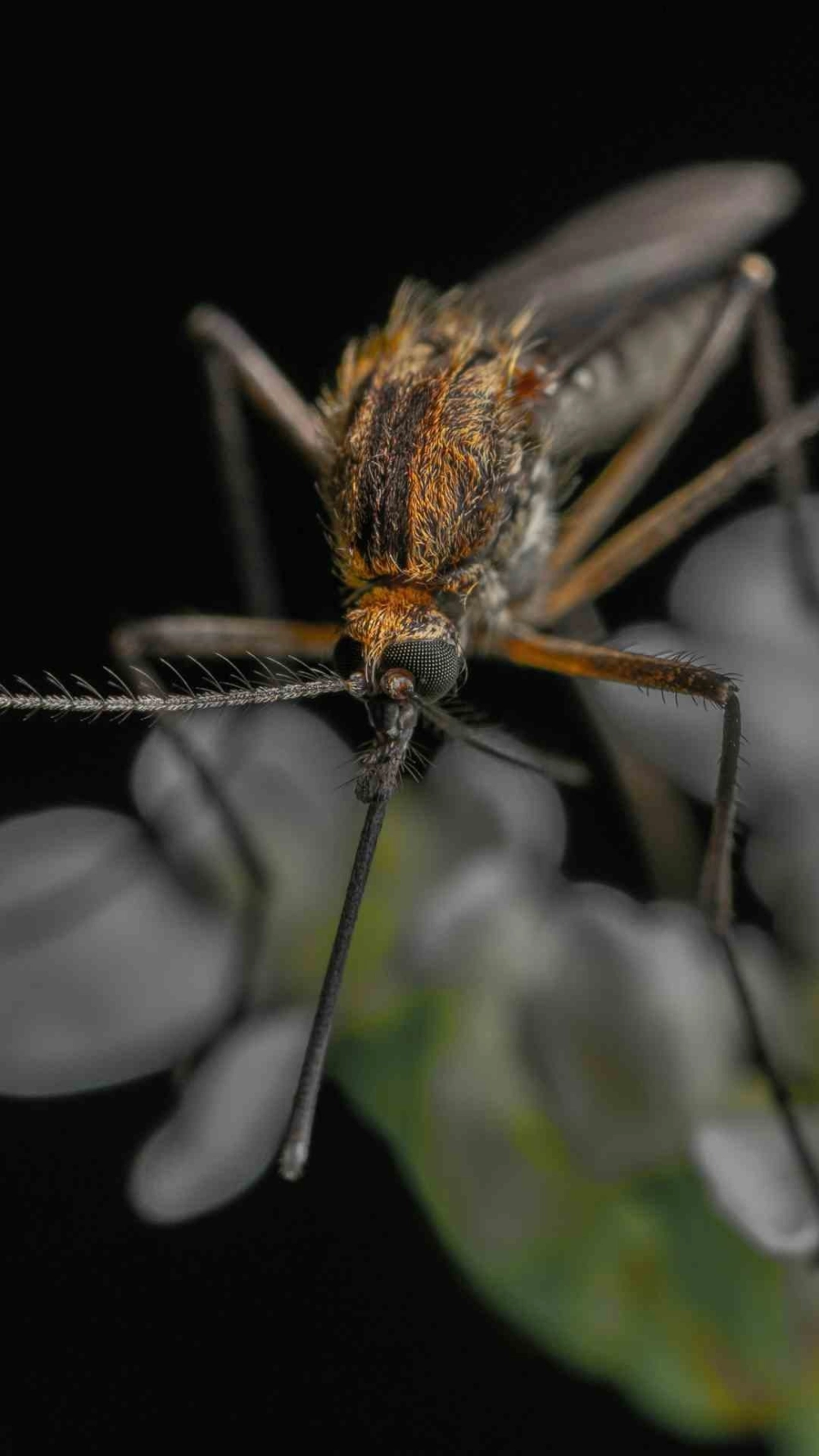 Cơ chế hút máu của muỗi được phóng đại chi tiết nhất