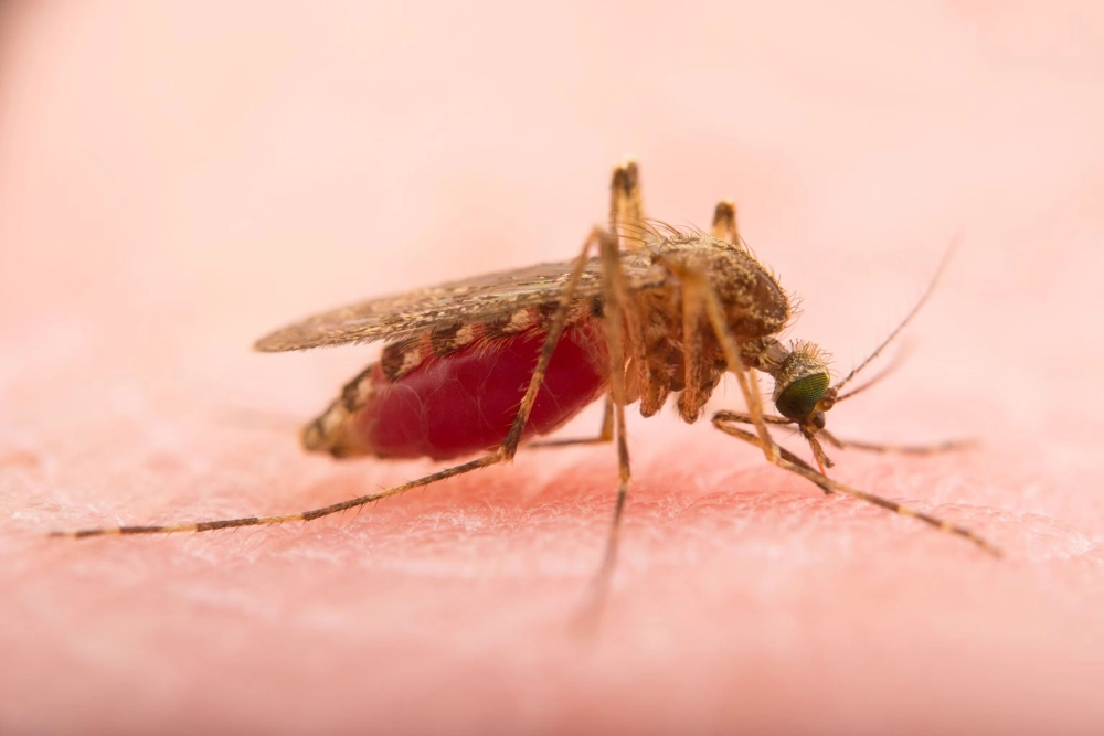 Cận cảnh vòi con muỗi xuyên qua lớp vải mỏng