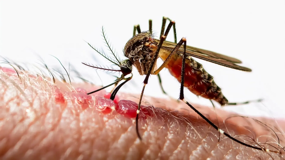 Hình ảnh mắt muỗi vằn phản chiếu ánh sáng