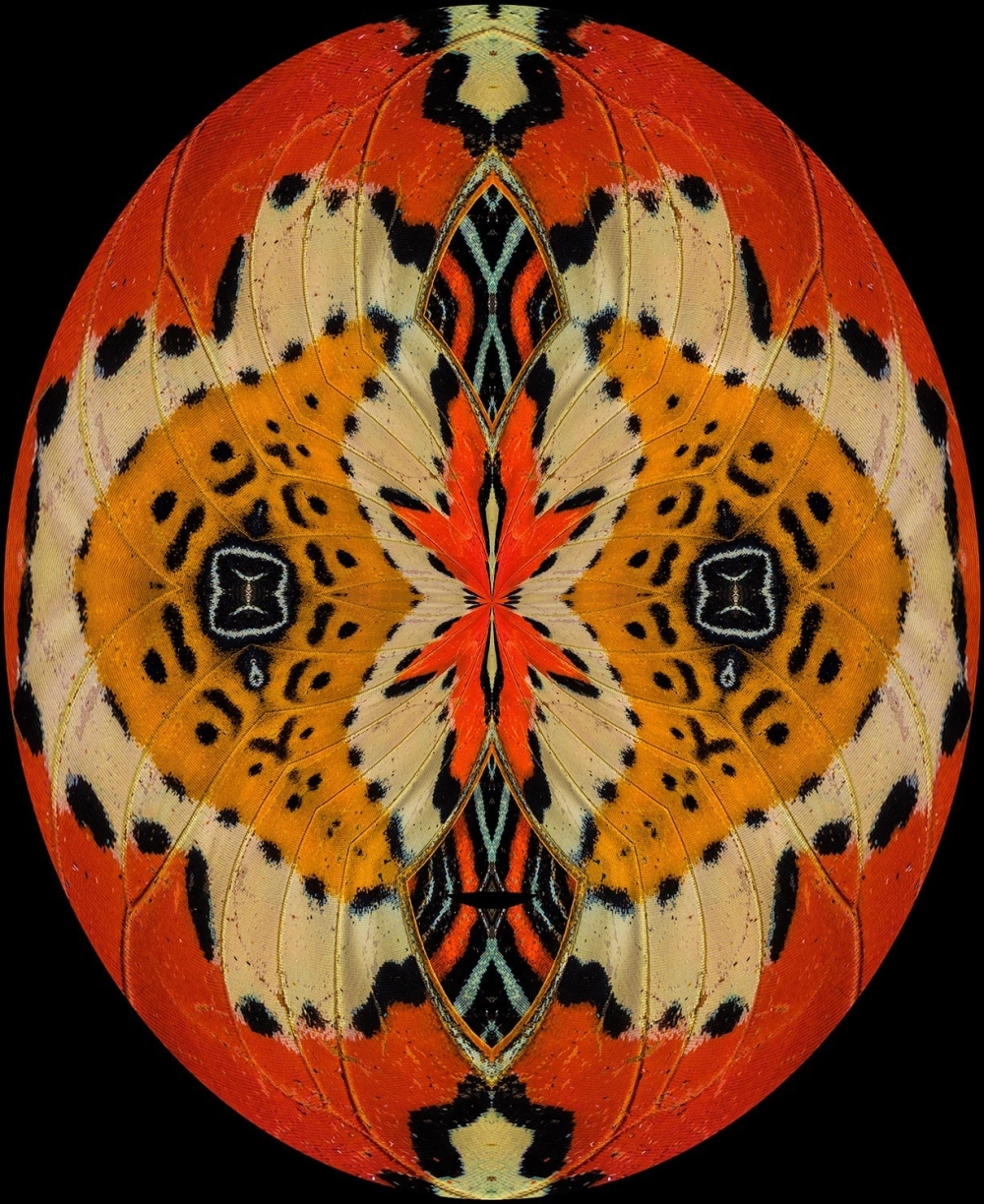 Hình ảnh macro mắt bướm đa diện phản chiếu ánh sáng