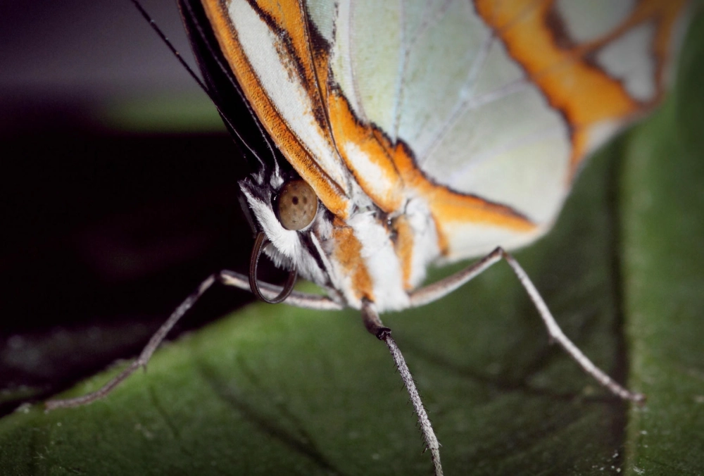 Chi tiết vảy cánh bướm phóng to với màu xanh ngọc bích lấp lánh