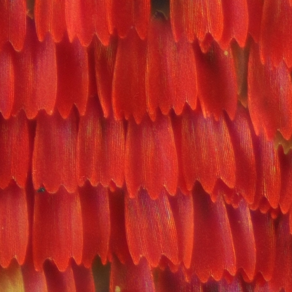 Khoảnh khắc bướm lột xác thoát khỏi vỏ kén