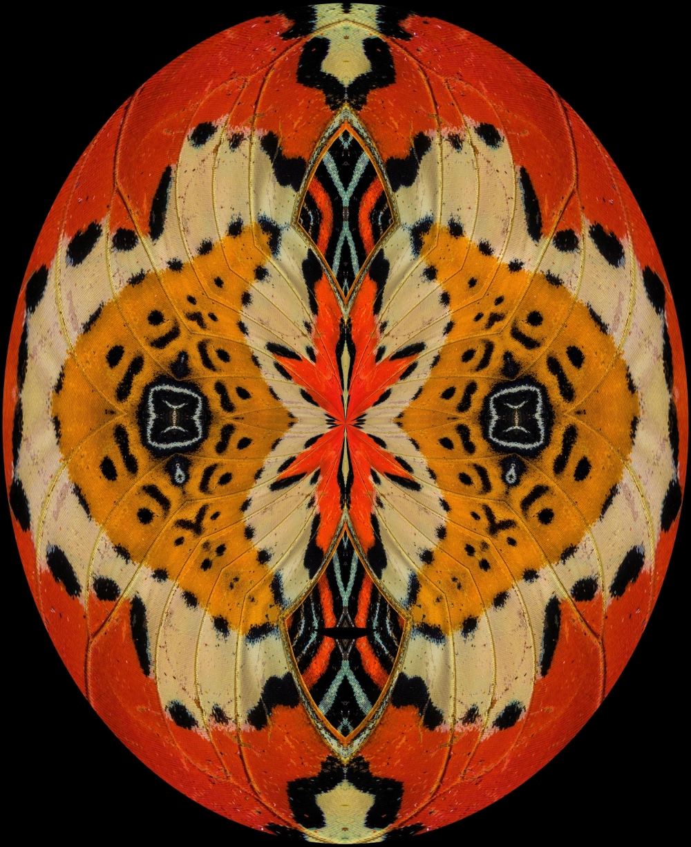 Vẻ đẹp rực rỡ của cánh bướm vua monarch màu cam đen