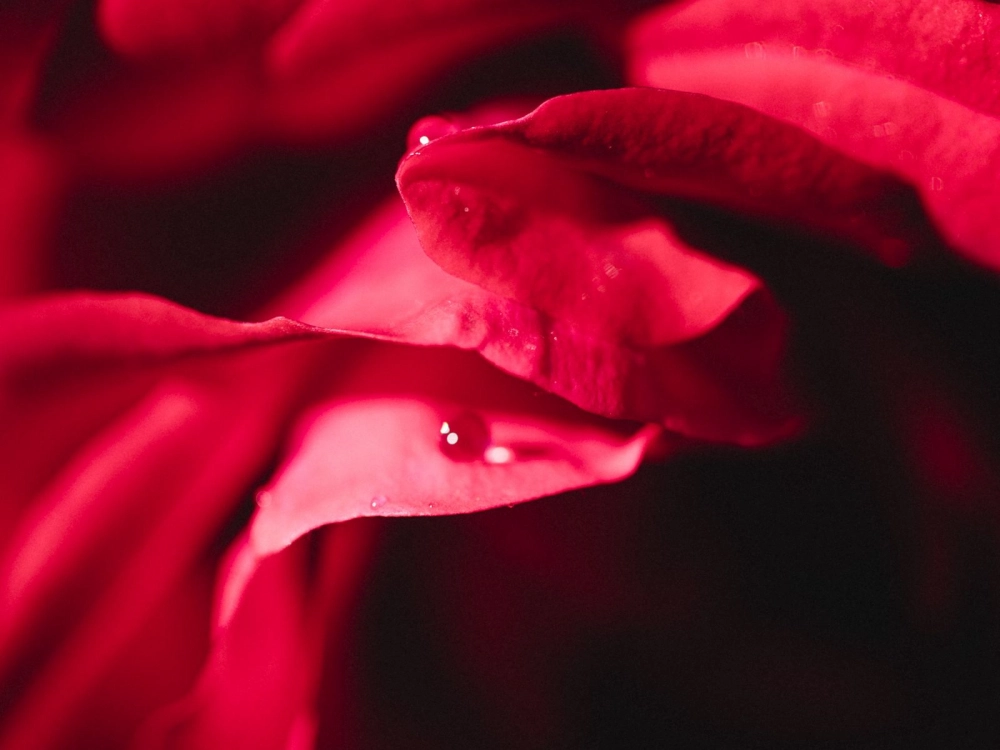 Hình dáng cánh hoa mềm mại tựa làn gió