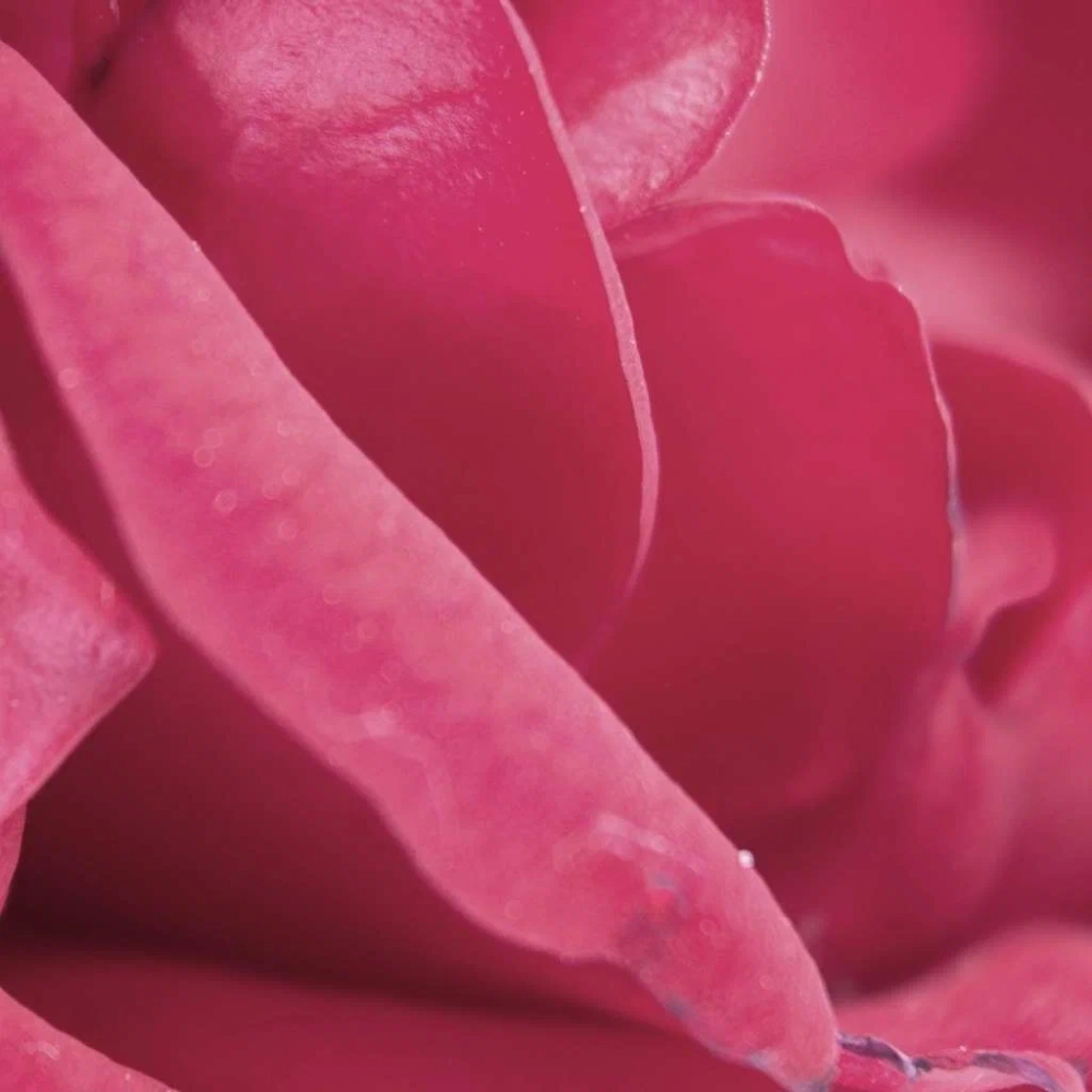 Hình ảnh cánh hoa hồng đẹp đến nao lòng