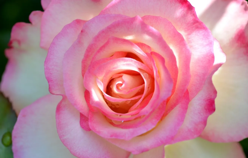 Sớ cánh hoa hiện rõ từng lớp mềm óng ánh