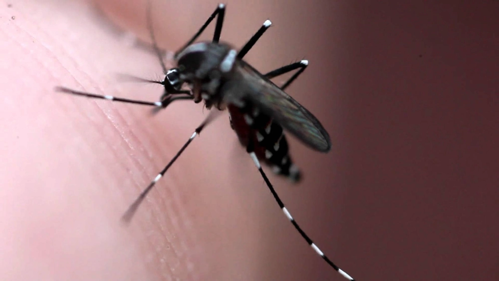 Hình dáng khổng lồ của loài muỗi cỏ so với muỗi thường