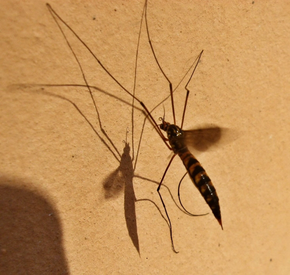 Muỗi anopheles đang truyền bệnh sốt rét qua vòi hút