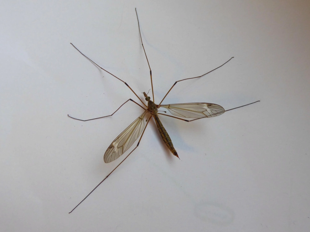 Cận cảnh bụng muỗi no máu căng tròn sau khi hút