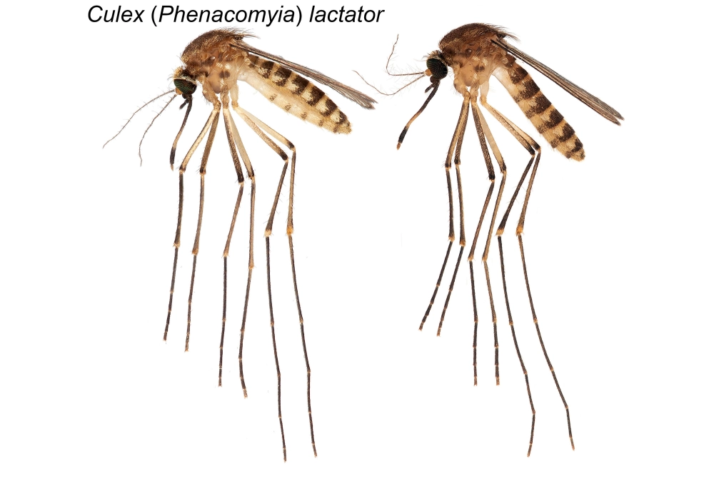 Chi tiết móng vuốt giúp giải thích tại sao chân muỗi đứng trên mặt nước
