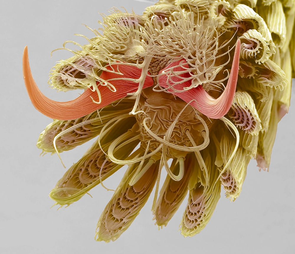 Vẻ đẹp đáng sợ của mắt muỗi macro với hàng nghìn thấu kính