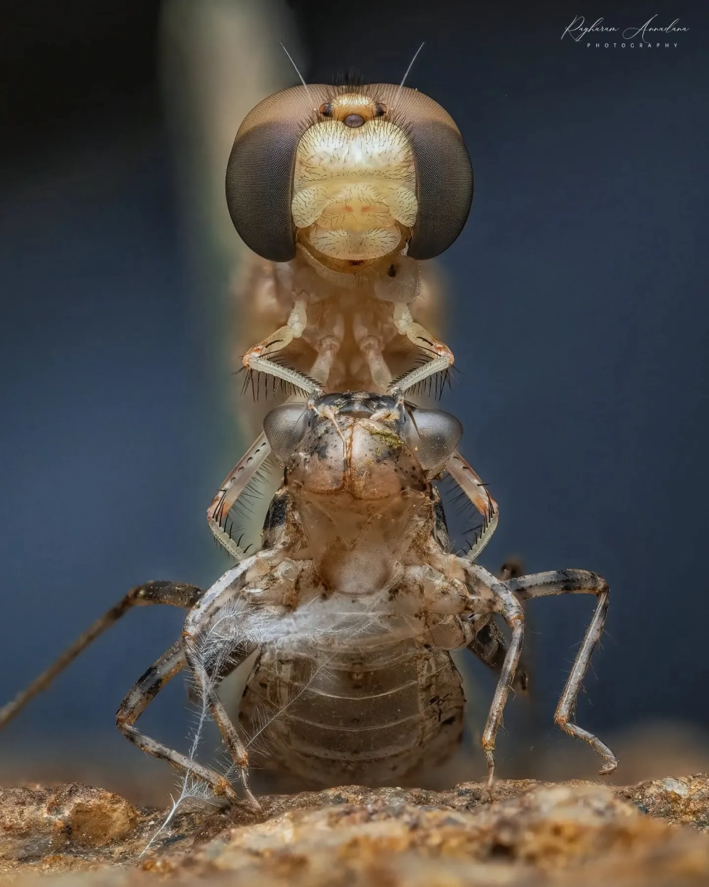 Cấu tạo lưng và bụng chuồn chuồn lộ ra sau khi lột vỏ