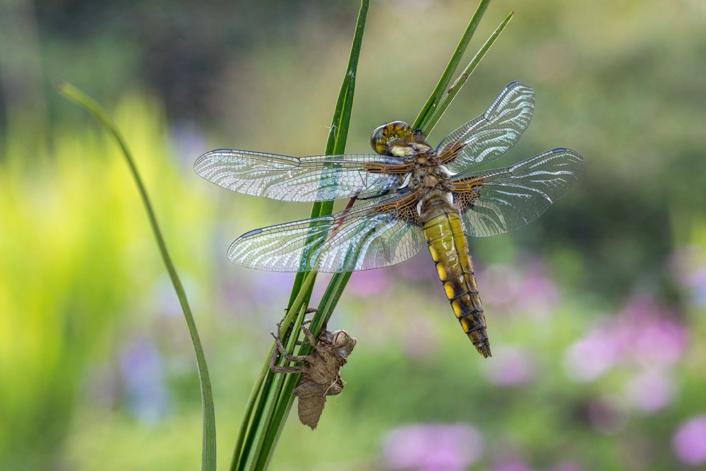 Màu xanh ngọc bích của chuồn chuồn non khi chưa cứng cáp