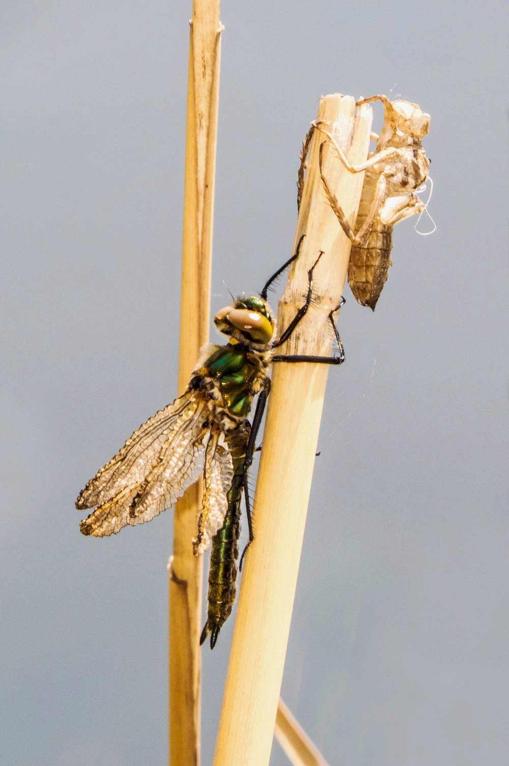 Chi tiết chân chuồn chuồn bám vào vỏ xác để đẩy cơ thể ra