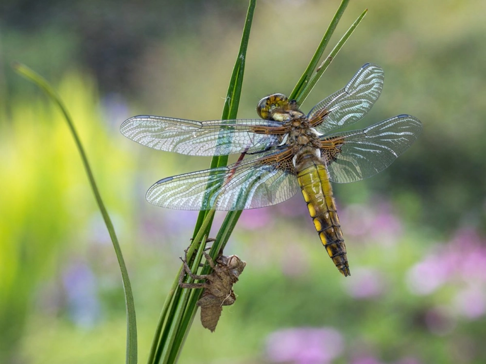 Sự biến thái của côn trùng thể hiện rõ nét qua từng giai đoạn