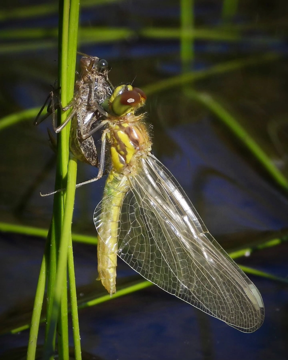 Cánh chuồn chuồn đang duỗi thẳng và khô dần trong gió