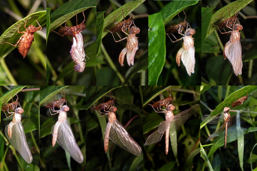 Đôi cánh chuồn chuồn non nhăn nheo bắt đầu được bơm máu